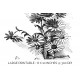 Asters Illustration