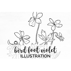 bird foot violet