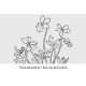 bird foot violet