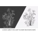 bird foot violet