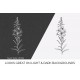 Fireweed