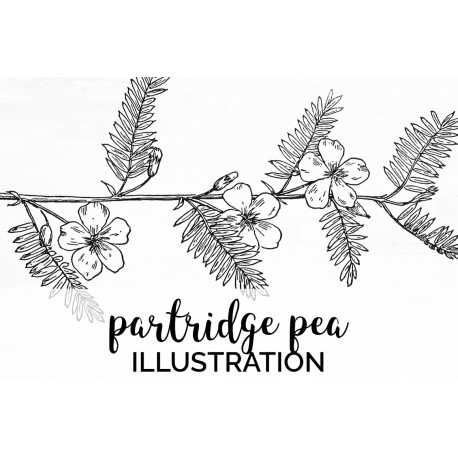 Partridge Pea