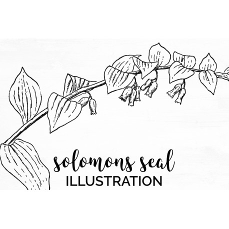 Solomons Seal