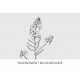 winter cress
