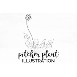 Pitcher Plant