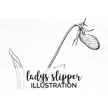 Ladys Slipper