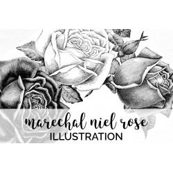 Marechal Niel Rose