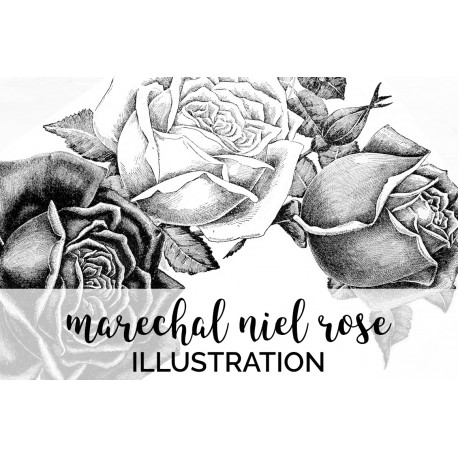 Marechal Niel Rose