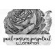 Paul Neyron Perpetual Rose