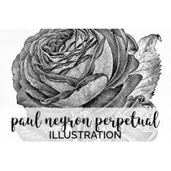 Paul Neyron Perpetual Rose
