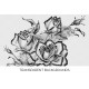 Madame De Watteville Tulip Rose