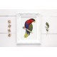 Black capped Lory