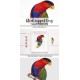 Black capped Lory