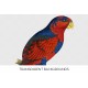 Blue Crowned Lory