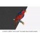 Blue Crowned Lory