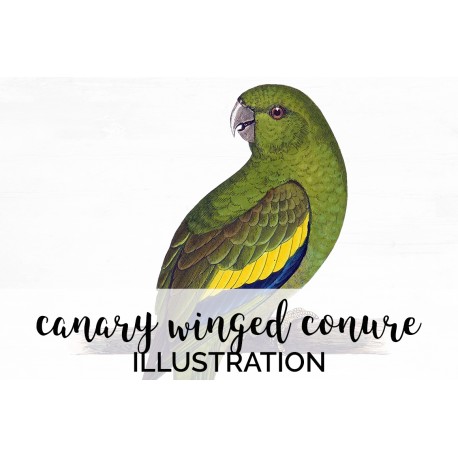 Canary winged Conure