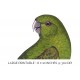 Canary winged Conure