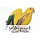 Golden Parrot