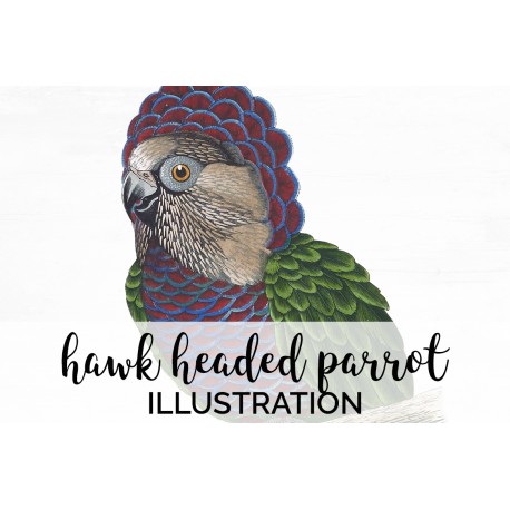 Hawk headed Parrot