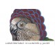 Hawk headed Parrot