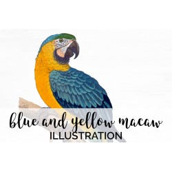 Blue and yellow Macaw
