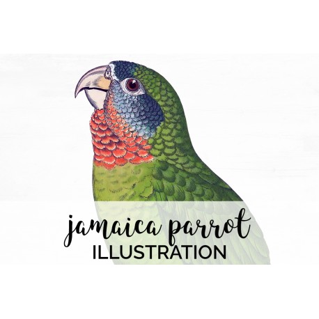 Jamaica Parrot
