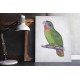 Jamaica Parrot