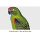 Jardines Parrot