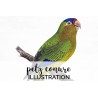 Petz Conure