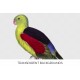 Red winged Parrot