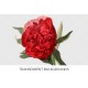 Double Red Officinal Peony