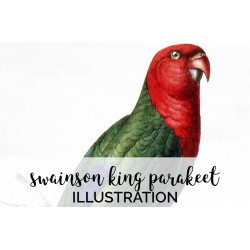 Swainson King Parakeet