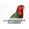 Swainson King Parakeet