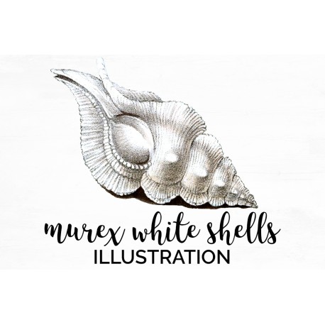 Murex White Shells