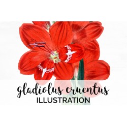 Gladiolus Cruentus