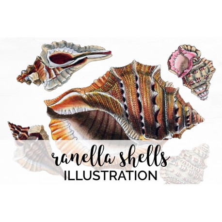 Ranella Shells