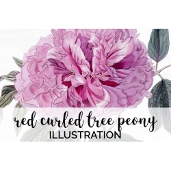 Double red Curled Tree Peony