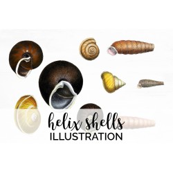 Helix Shells