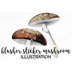 Blusher Sticker Mushroom