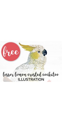 Lesser Lemon Crested Cockatoo
