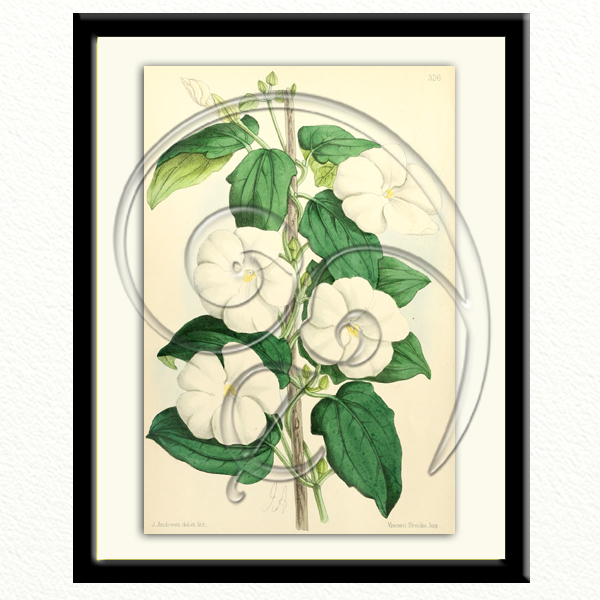 Thunbergia Fragrans free Download Enliven Designs