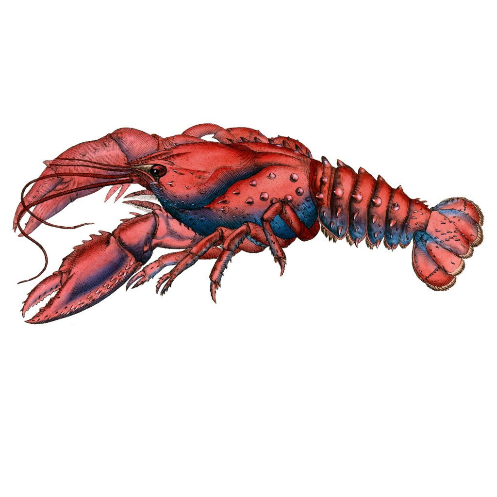 Serrated_Lobster-P