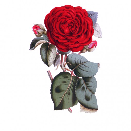 Free Classic Red Rose Free Clip Art Enliven Designs