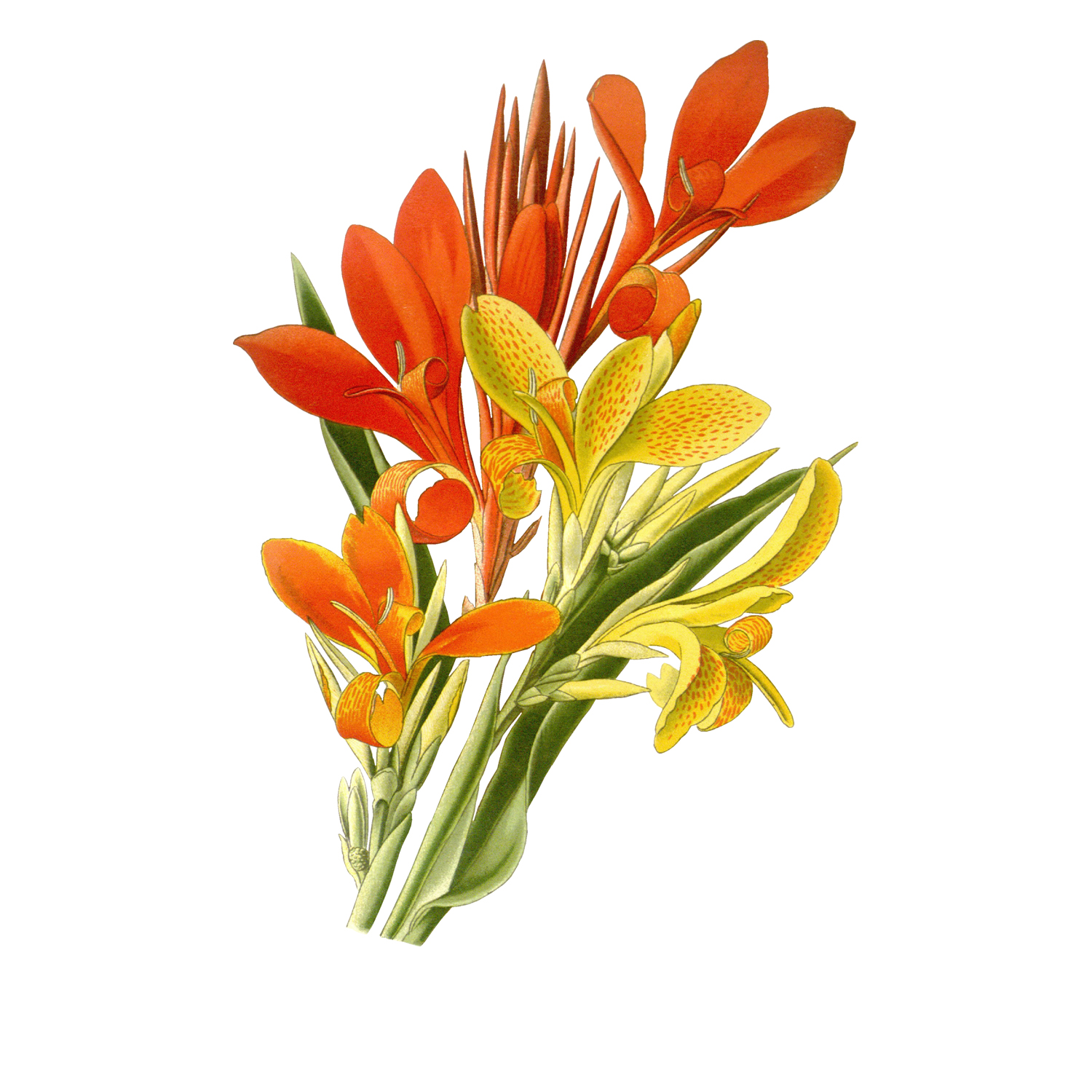 514-a385-canna-lily-indian-shot-canna-indica-free-graphics-enliven