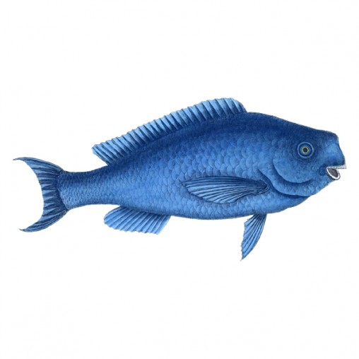 8499 Pearly Razorfish (free graphics) – Enliven Designs