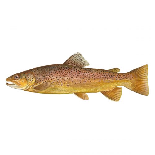 Brown Trout (free download) – Enliven Designs