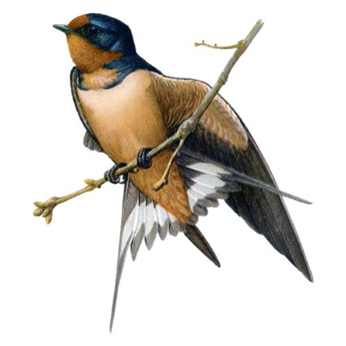 barn swallow (free download) – Enliven Designs