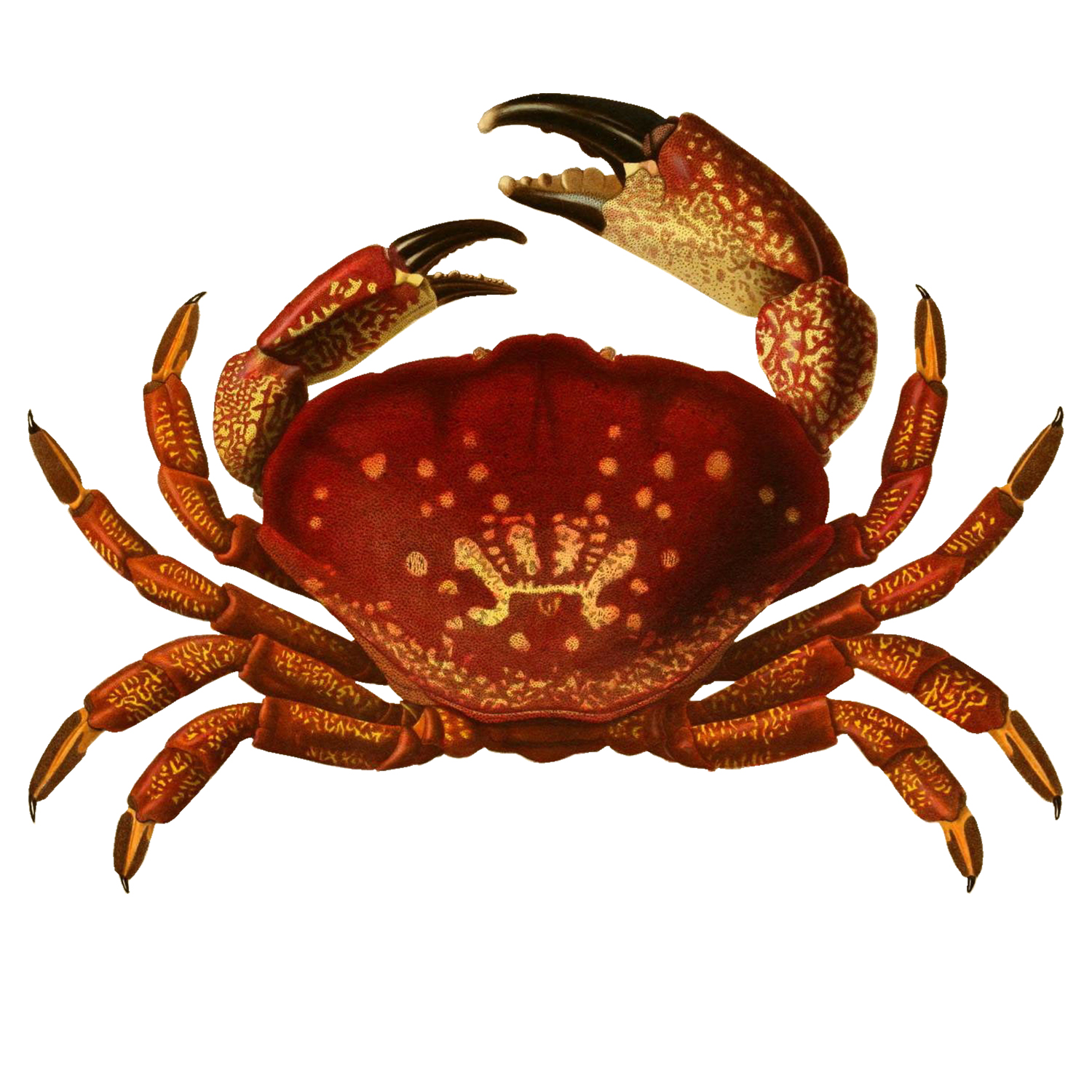 Red Crab – Enliven Designs